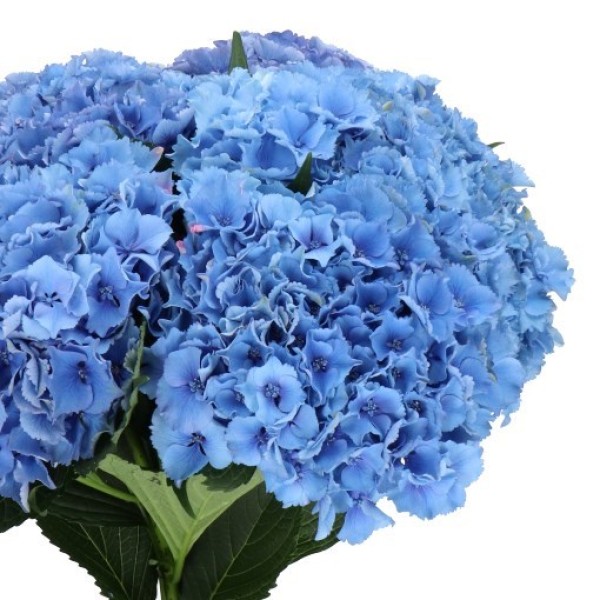HYDRANGEA ROYAL PARADE Diamentru:18 Inaltime:60