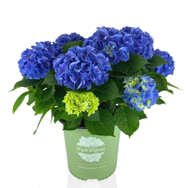 HYDRANGEA MACR EARLY BLUE Diamentru:18 Inaltime:60
