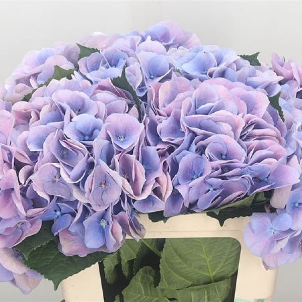 HYDRANGEA MARSEPEIN MILKA Diamentru:18 Inaltime:60