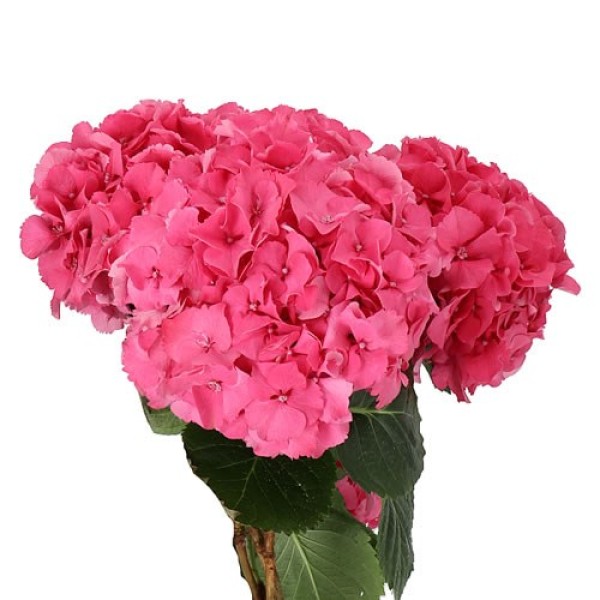 HYDRANGEA ROYAL PALACE Diamentru:18 Inaltime:60