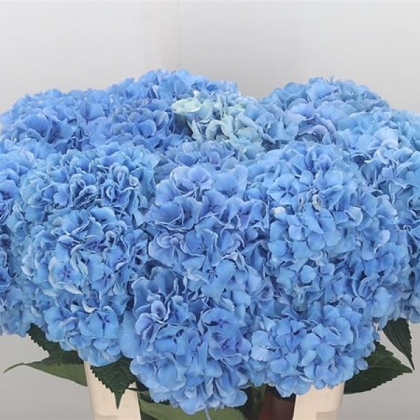 HYDRANGEA ROYAL PRIDE Diamentru:18 Inaltime:60