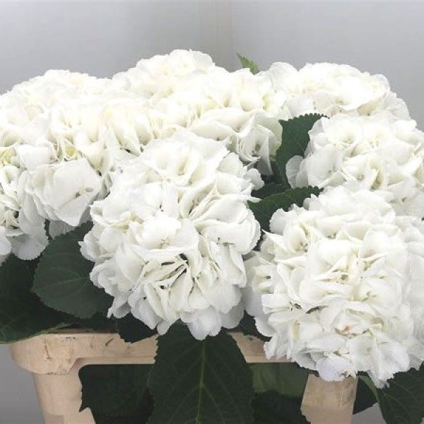 HYDRANGEA WHITE VERENA Diamentru:18 Inaltime:60