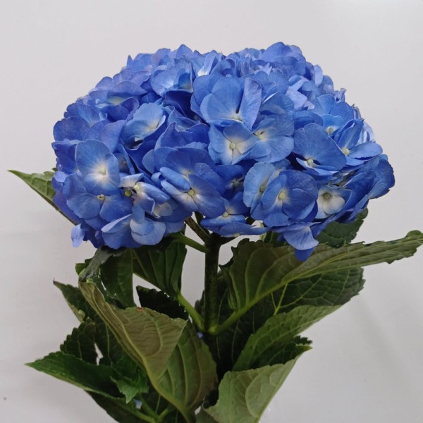 HYDRANGEA SHOCKING BLUE Diamentru:18 Inaltime:60