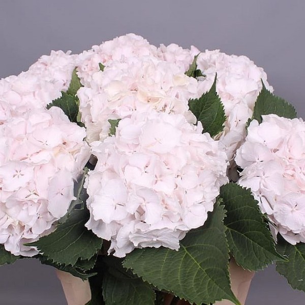 HYDRANGEA SWEET VERENA Diamentru:18 Inaltime:60
