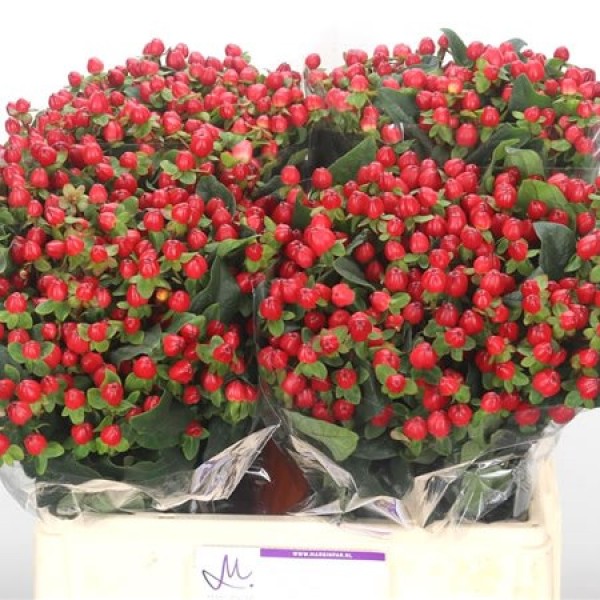 HYPERICUM MAGICAL RED FAME (SPRAY) Inaltime:40