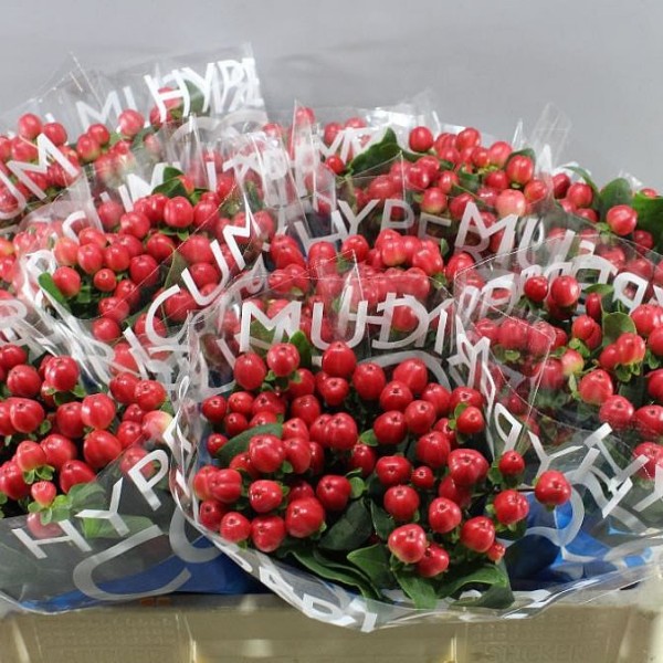 HYPERICUM COCO TANGO Inaltime:40