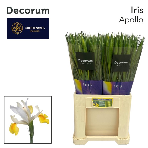 IRIS APOLLO Inaltime:52