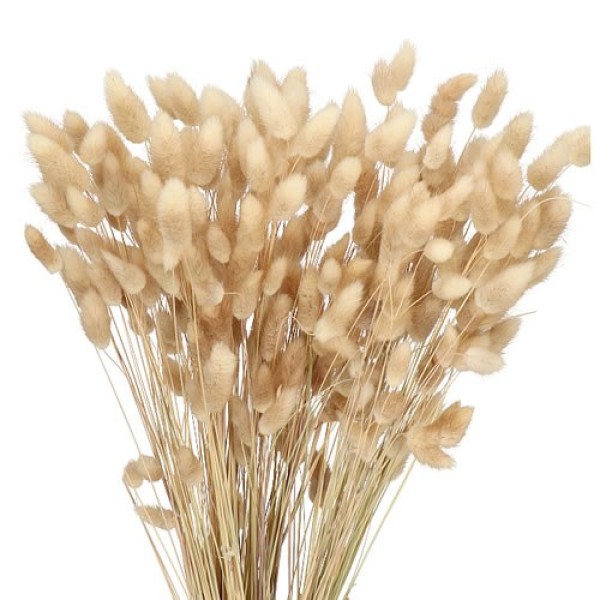 LAGURUS DRYED NATUREL