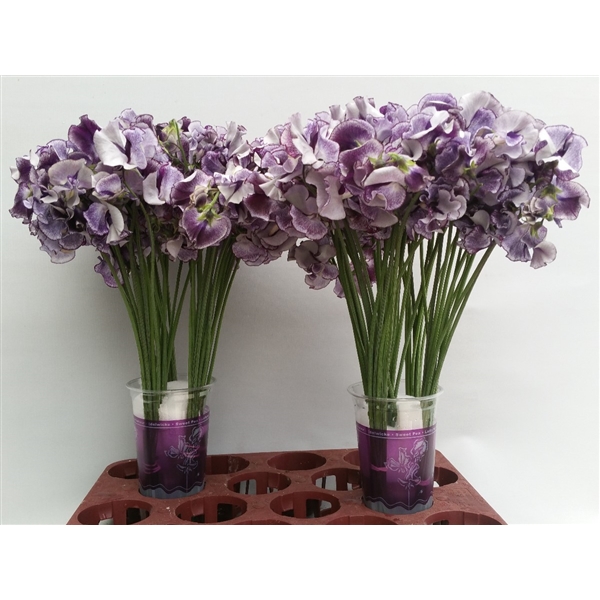 LATHYRUS BLUE WEDDING Inaltime:40