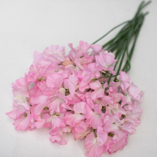 LATHYRUS OD PINK Inaltime:40
