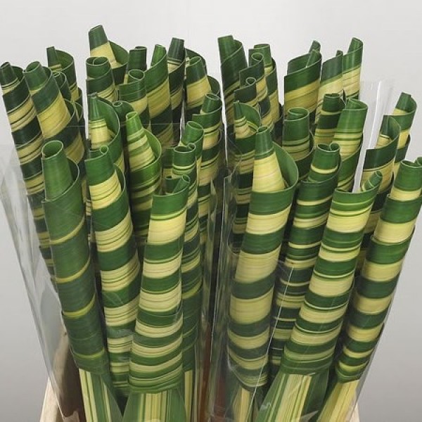 LEAF PANDANUS Inaltime:50