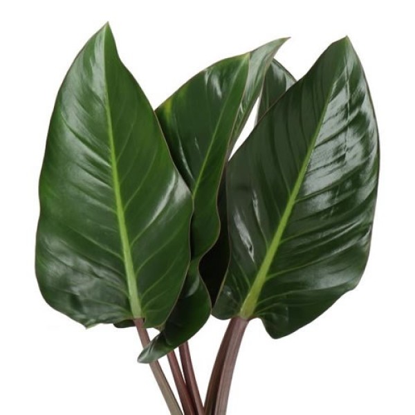 LEAF PHILODENDRON RED BEAUTY Inaltime:50