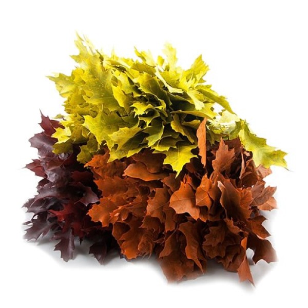 LEAF QUERCUS (EIK) PAINT FROSTED MIX Inaltime:50