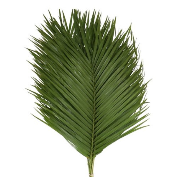 LEAF PHOENIX ROEBELENII GREEN OCEAN Inaltime:50
