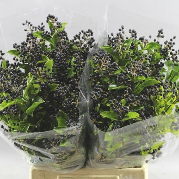 LIGUSTRUM LIBELLE Inaltime:60