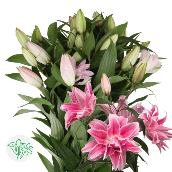 LILIUM OR DBL VALANTE Inaltime:90