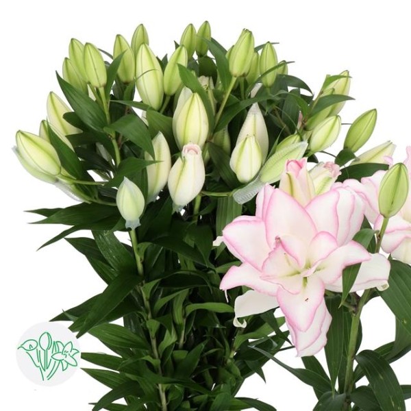 LILIUM OR DBL ROSELILY ANOUSKA Inaltime:90