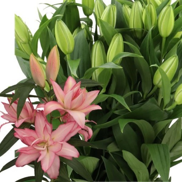 LILIUM OR DBL DOUBLE DUTCH FLUORIET Inaltime:90