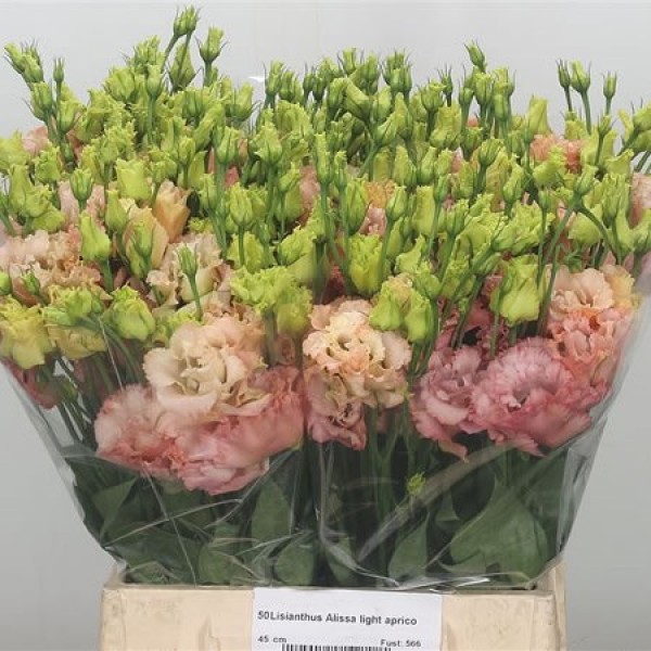 LISIANTHUS DO ALISSA LIGHT APRICOT Inaltime:70