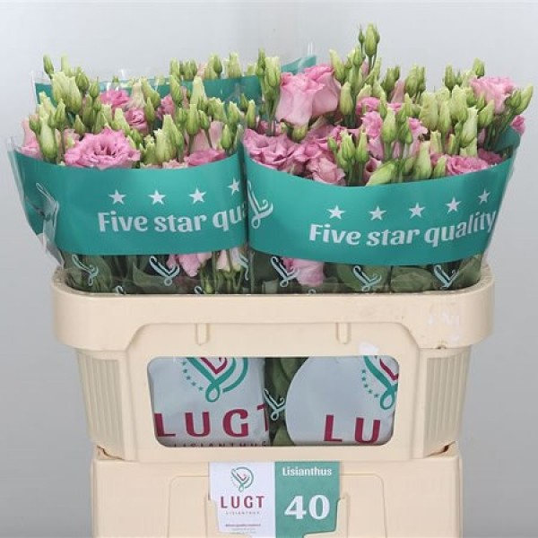 LISIANTHUS/EUSTOMA DO COTTON CANDY Inaltime:70