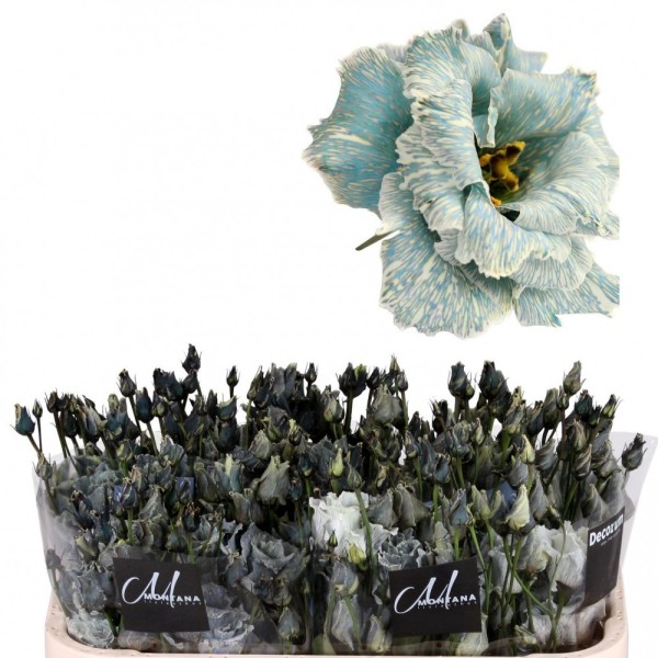 LISIANTHUS/EUSTOMA DO PAINT ALISSA SMOKEY WHITE Inaltime:50