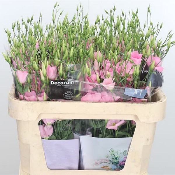 LISIANTHUS/EUSTOMA SI BOTANIC PINK Inaltime:70