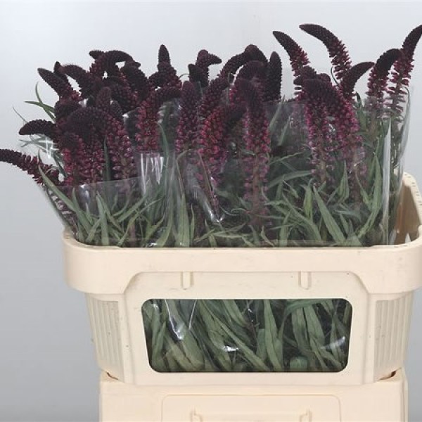 LYSIMACHIA ATROPURPUREA Inaltime:70