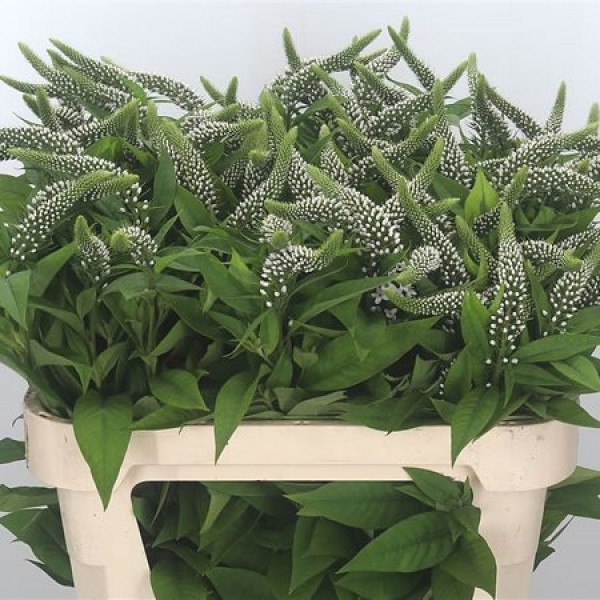 LYSIMACHIA CLETHROIDES Inaltime:70
