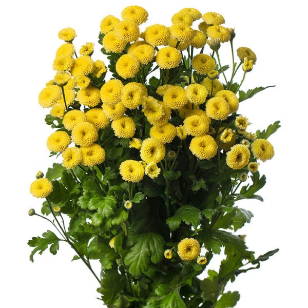 MATRICARIA AMAZONE Inaltime:70
