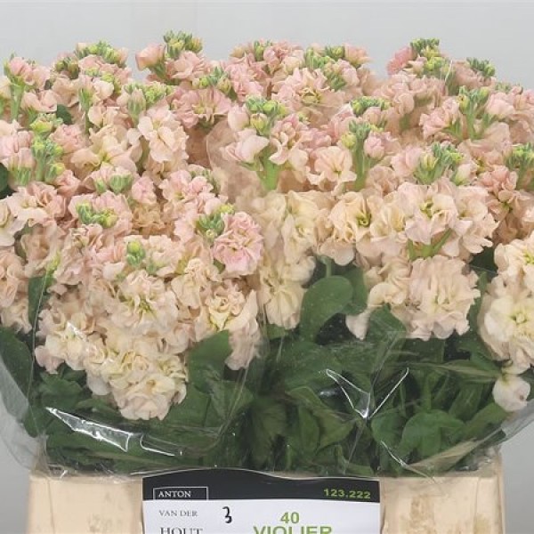 MATTHIOLA/STOCK MILLA SALMON Inaltime:60