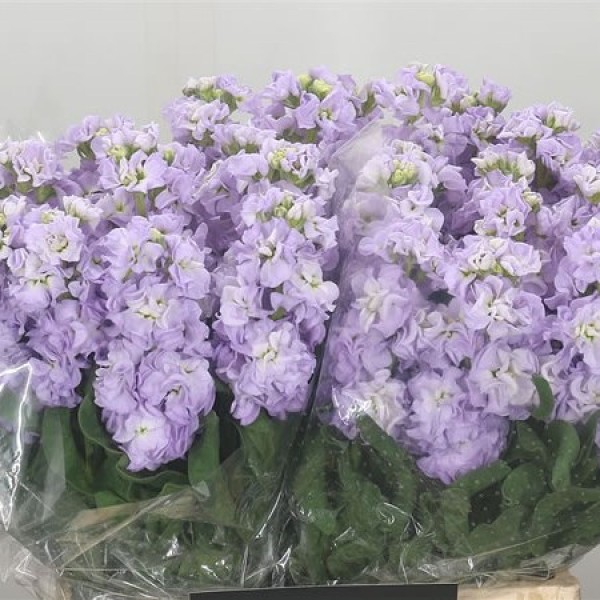 MATTHIOLA/STOCK LAVENDEL Inaltime:60