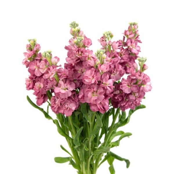 MATTHIOLA/STOCK  MAUVE (SPRAY) Inaltime:60