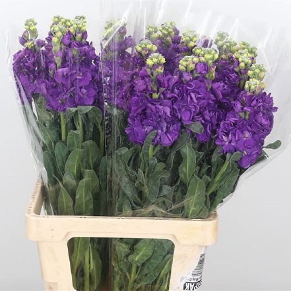 MATTHIOLA/STOCK IRON MARINE Inaltime:60