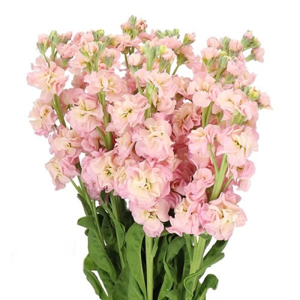 MATTHIOLA/STOCK  STOX CHAMPAGNE Inaltime:60