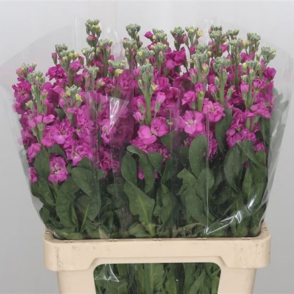 MATTHIOLA/STOCK IRON ROSE Inaltime:60