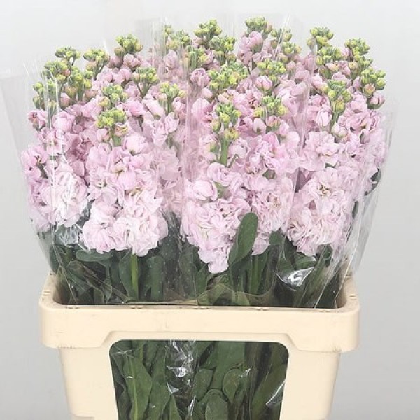 MATTHIOLA/STOCK MATHILDA PINK Inaltime:60