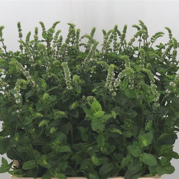 MENTHA WHITE JULIET Inaltime:70