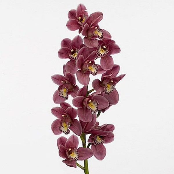MINICYMBIDIUM PINK PERFECTION Inaltime:70