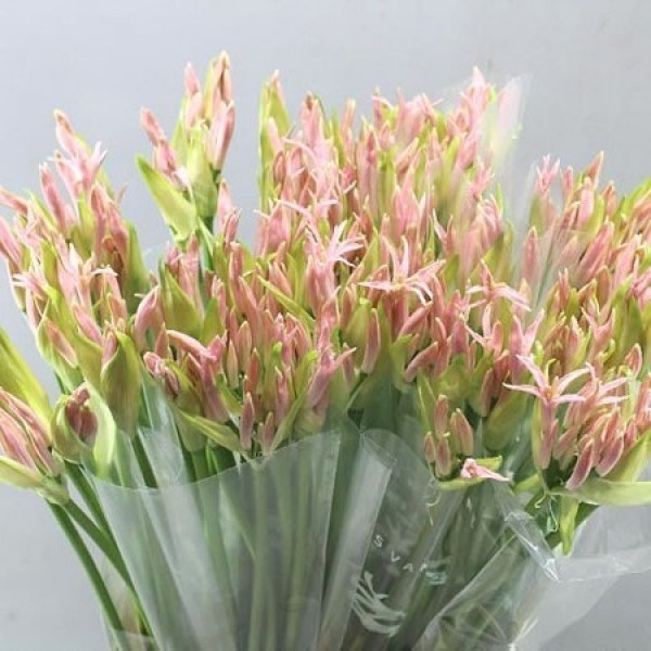 NERINE BOWDENII VESTA K