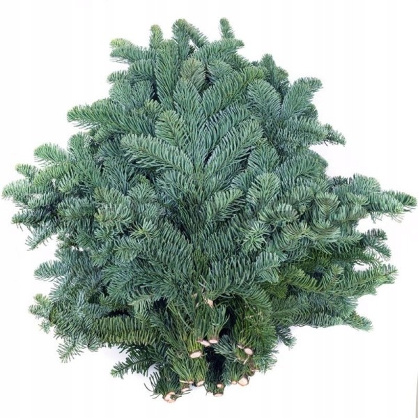Nobilis blue p p 5 kilo Diamentru:5000