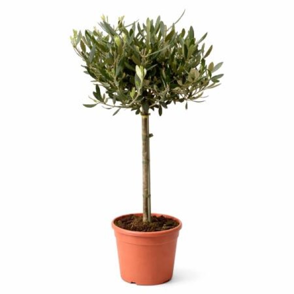 OLEA EUROPAEA Diamentru:200 Inaltime:70