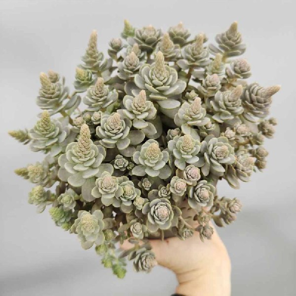OROSTACHYS FURUSEI Inaltime:80