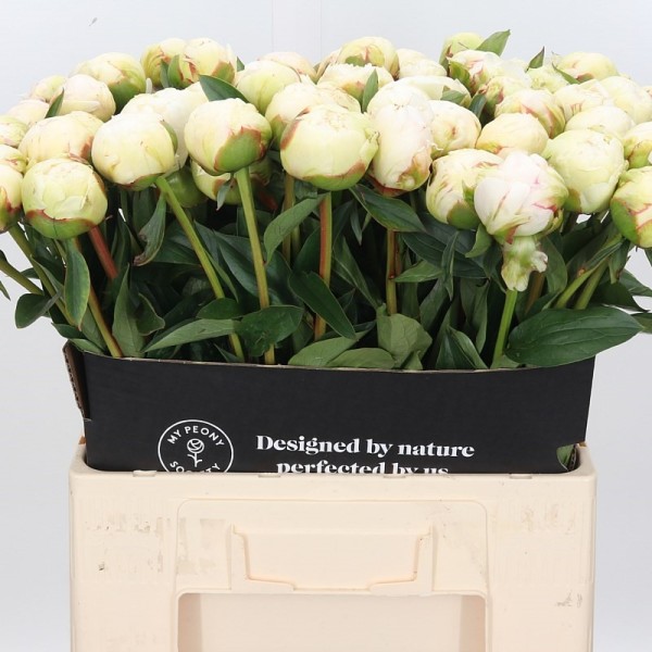 PAEONIA KELWAYS GLORY Inaltime:50