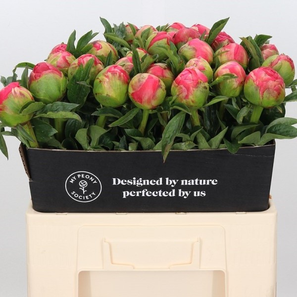 PAEONIA CORAL SUNSET Inaltime:50