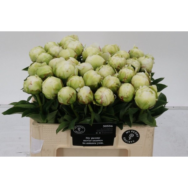 PAEONIA IVORY VICTORY Inaltime:50