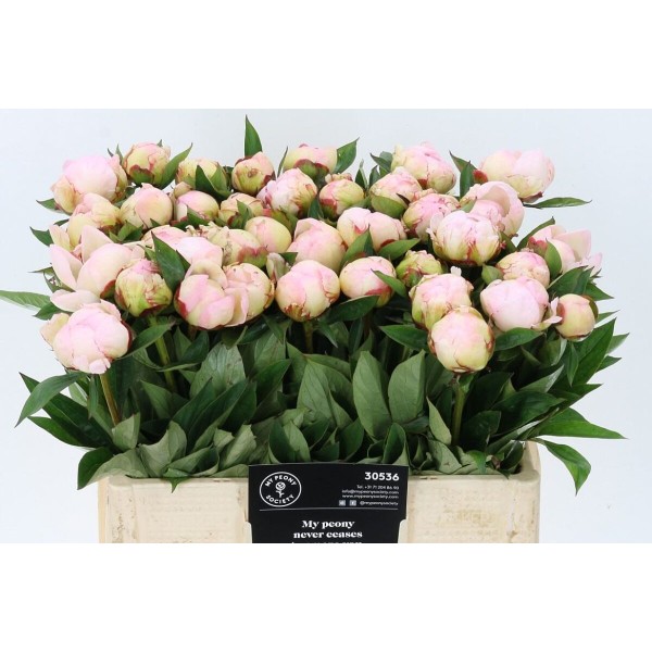 PAEONIA FLORENCE NICHOLLS Inaltime:50