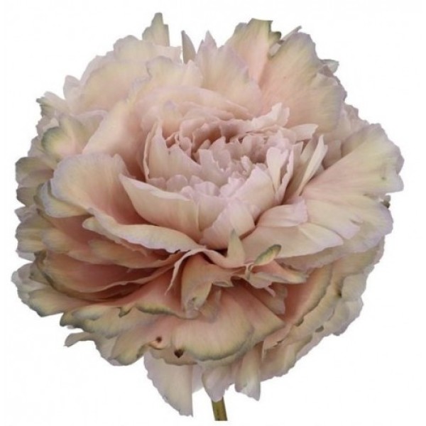 PAEONIA PAINT KHAKI SHADES Inaltime:50