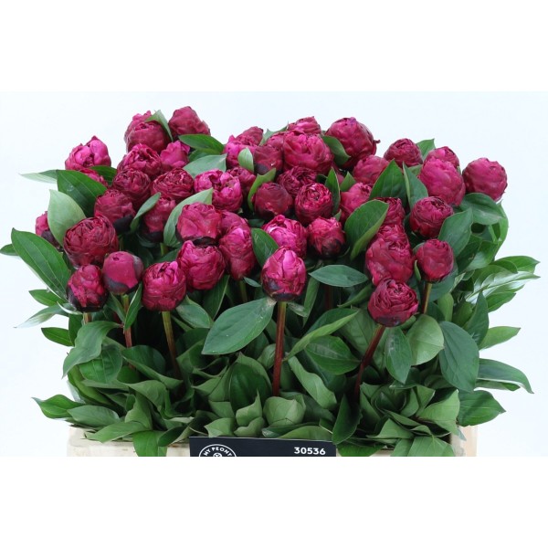 PAEONIA RED SARAH BERNHARDT Inaltime:50