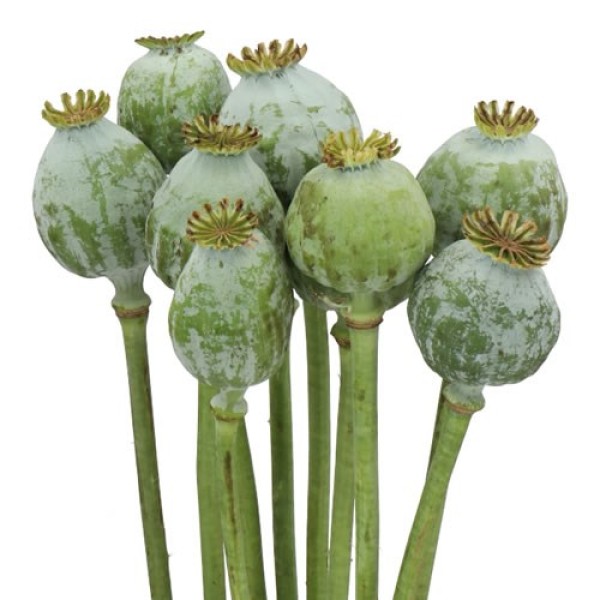 PAPAVER SOMNIFERUM (SEEDBOXES) Inaltime:70