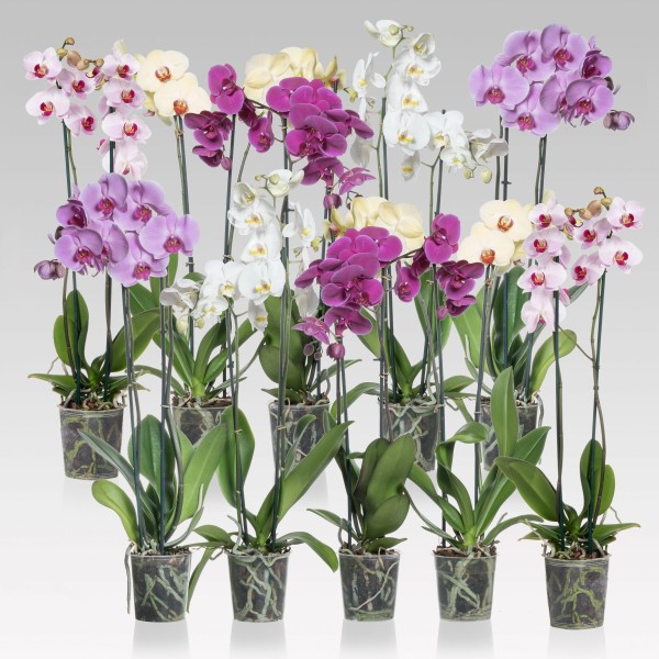 PHALAENOPSIS MIXED